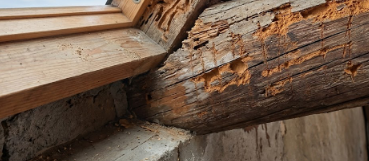 How I Saved My Attic Framing from Carpenter Ants Without Paying $2,200 for a Pest Pro