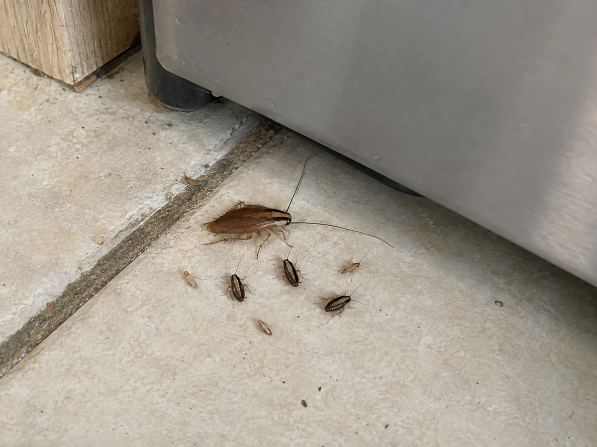 See-through baby roaches, or a roach out in broad daylight: identification photo (cockroaches)