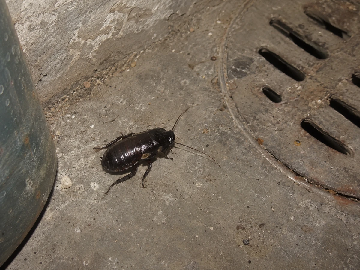 A big, glossy black roach near the floor drain: identification photo (cockroaches)