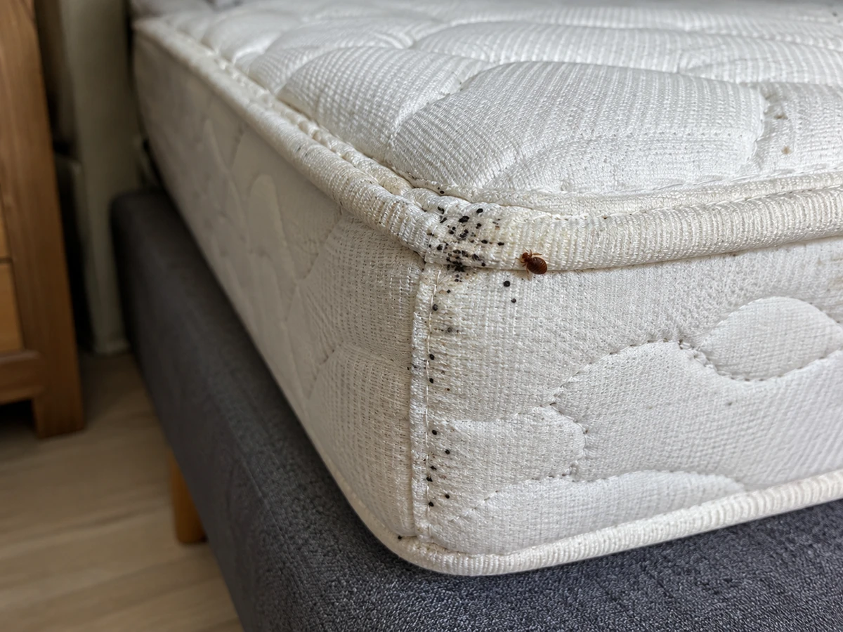 Black dots ground into the mattress seams: identification photo (bed bugs)