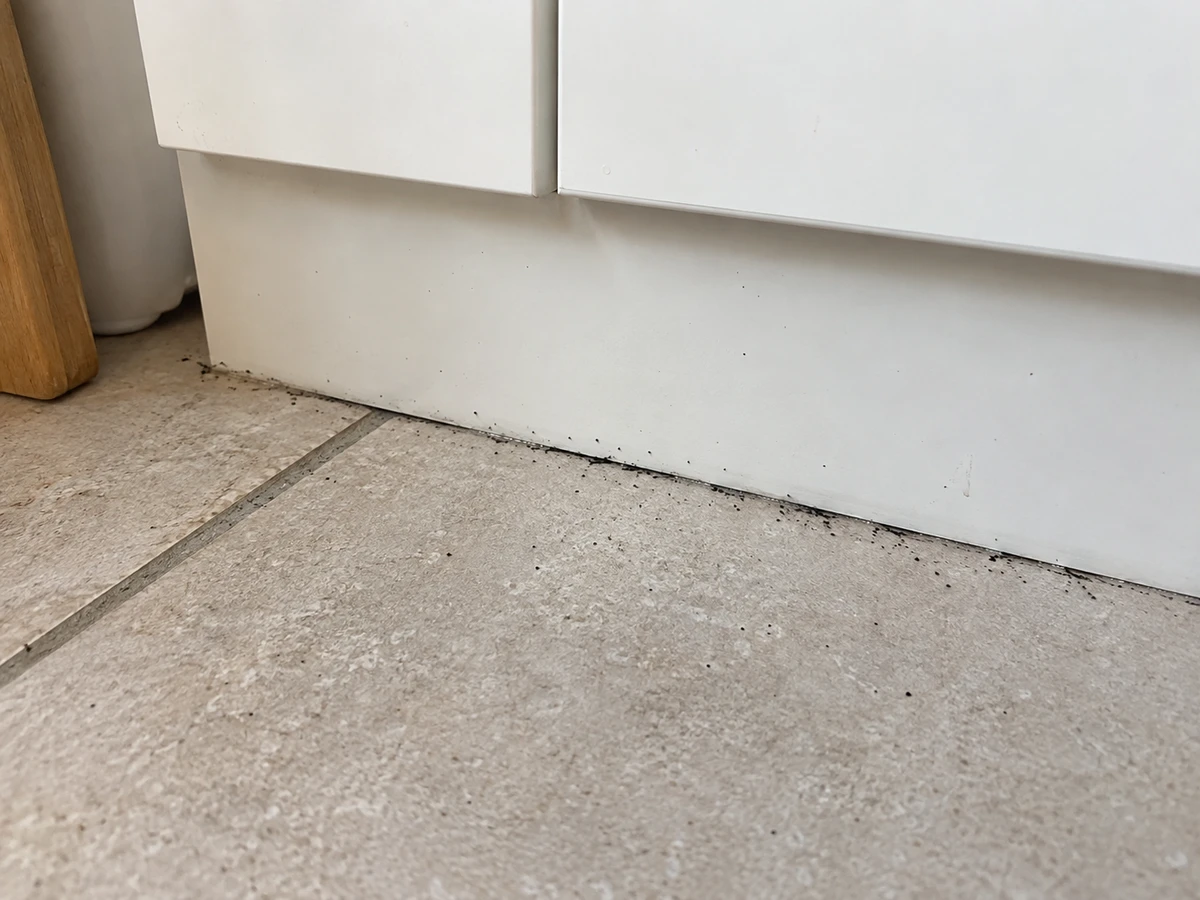 Black “ground pepper” streaks along a cabinet edge: identification photo (cockroaches)