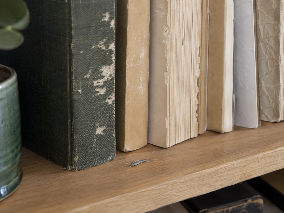 Book pages with chewed edges on the shelf: identification photo (household insects)