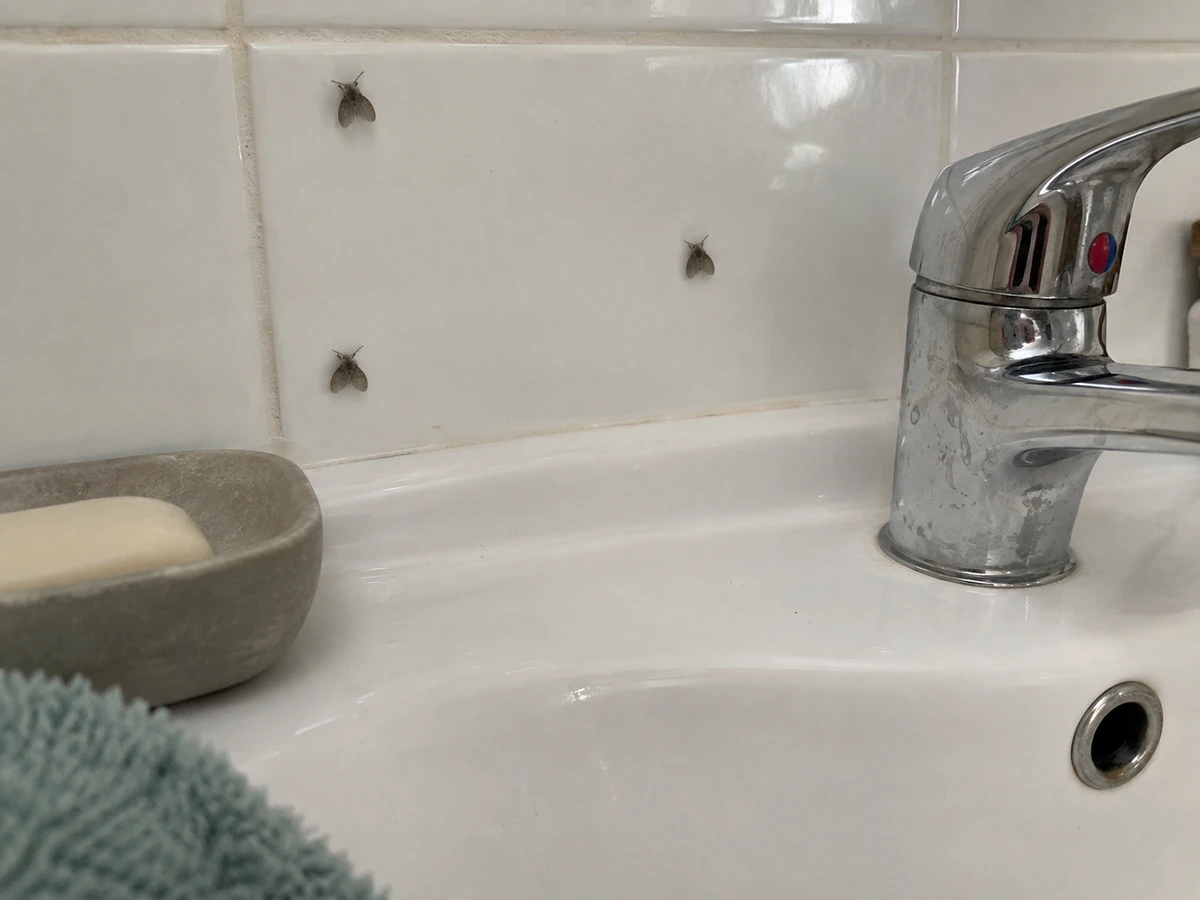 Small fuzzy flies with heart-shaped wings resting by the sink: identification photo (flies & gnats)