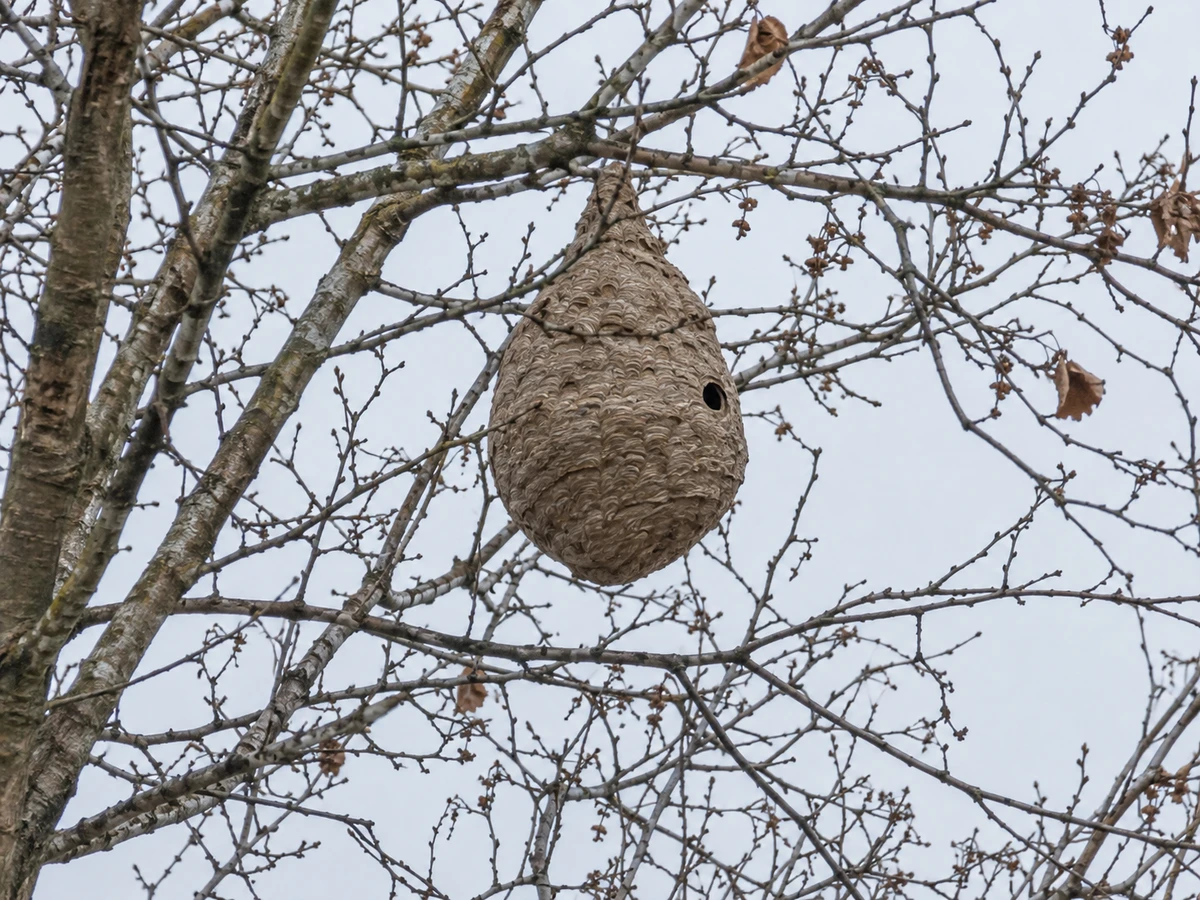 A big paper ball high in a tree when the leaves drop: identification photo (wasps & hornets)