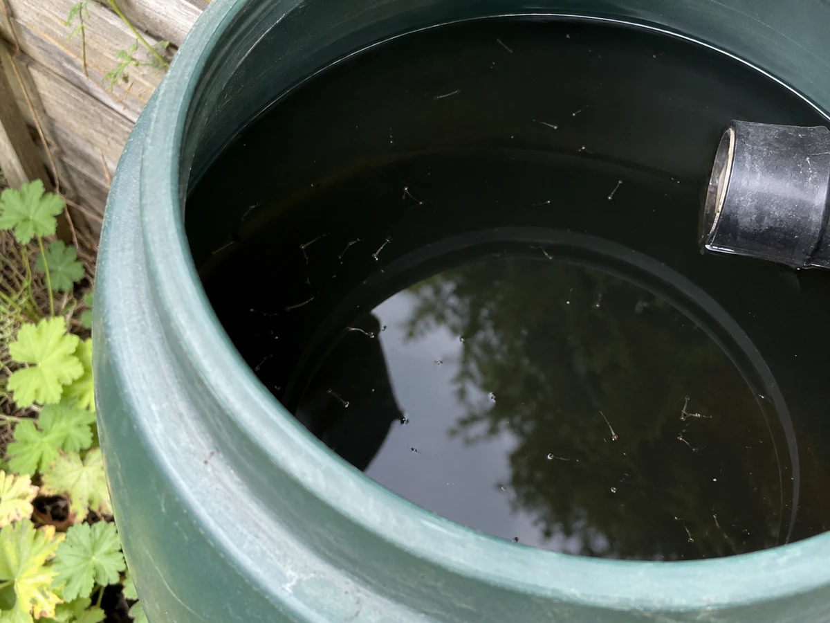 Larvae in the rain barrel: identification photo (mosquitoes)