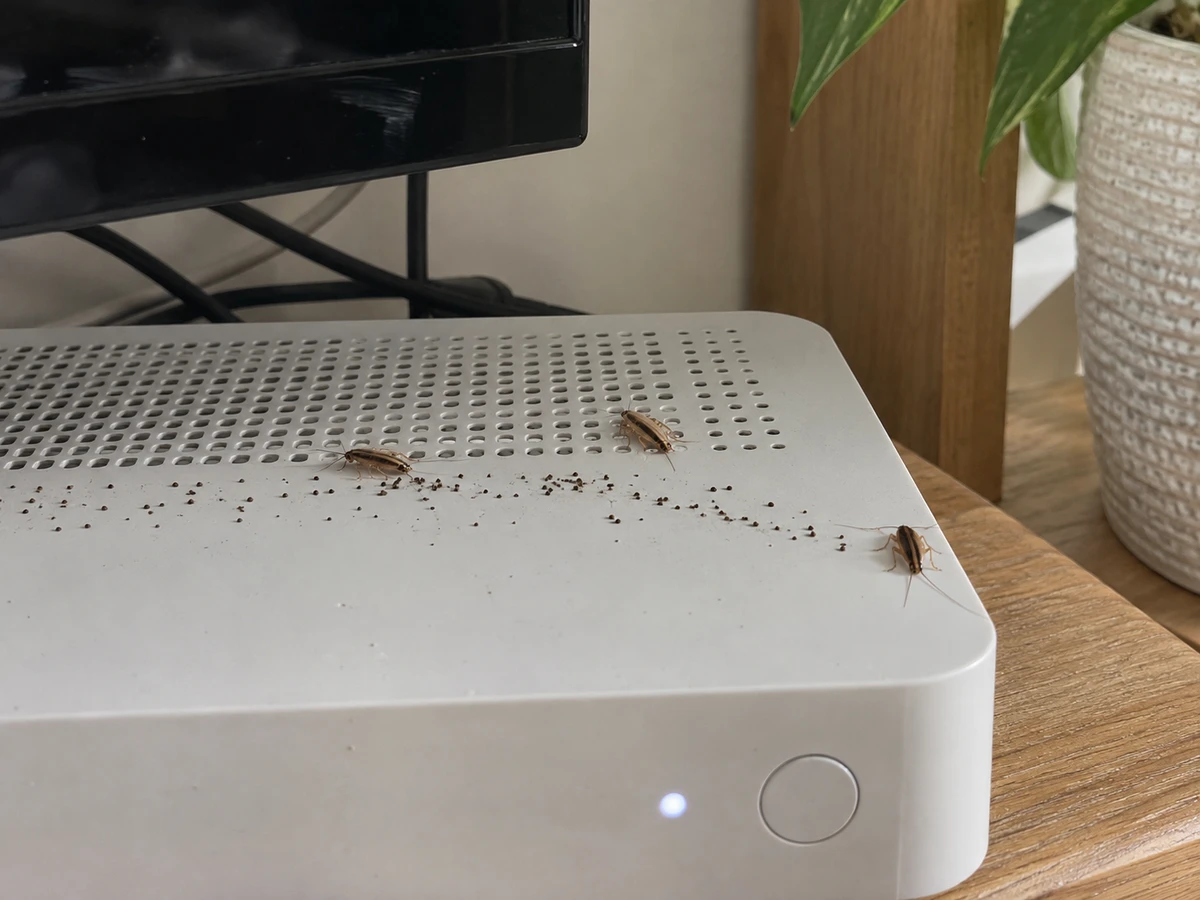 Droppings and roaches around the warm cable box: identification photo (cockroaches)