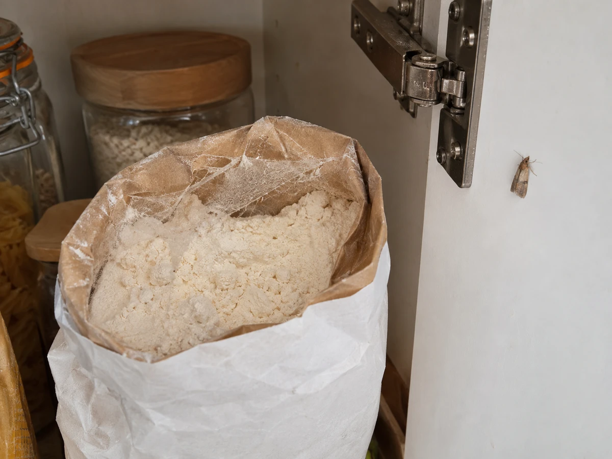 Silky threads in the bag of flour: identification photo (household insects)