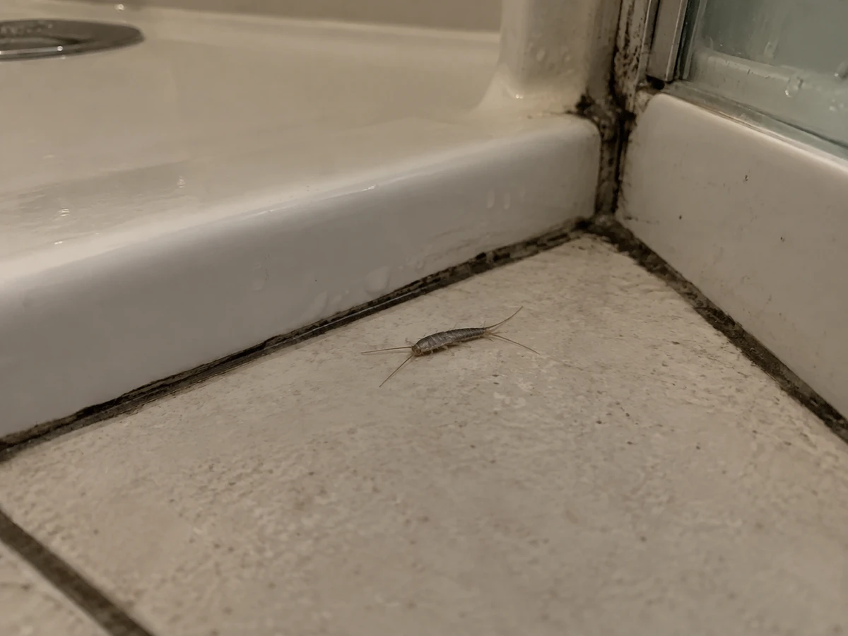 A silvery-gray insect darting toward the shower caulk: identification photo (household insects)