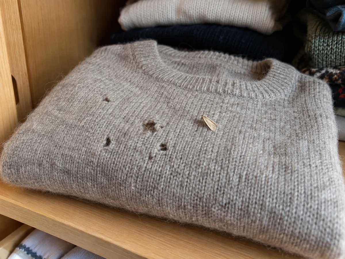 Small holes in a stored wool sweater: identification photo (household insects)