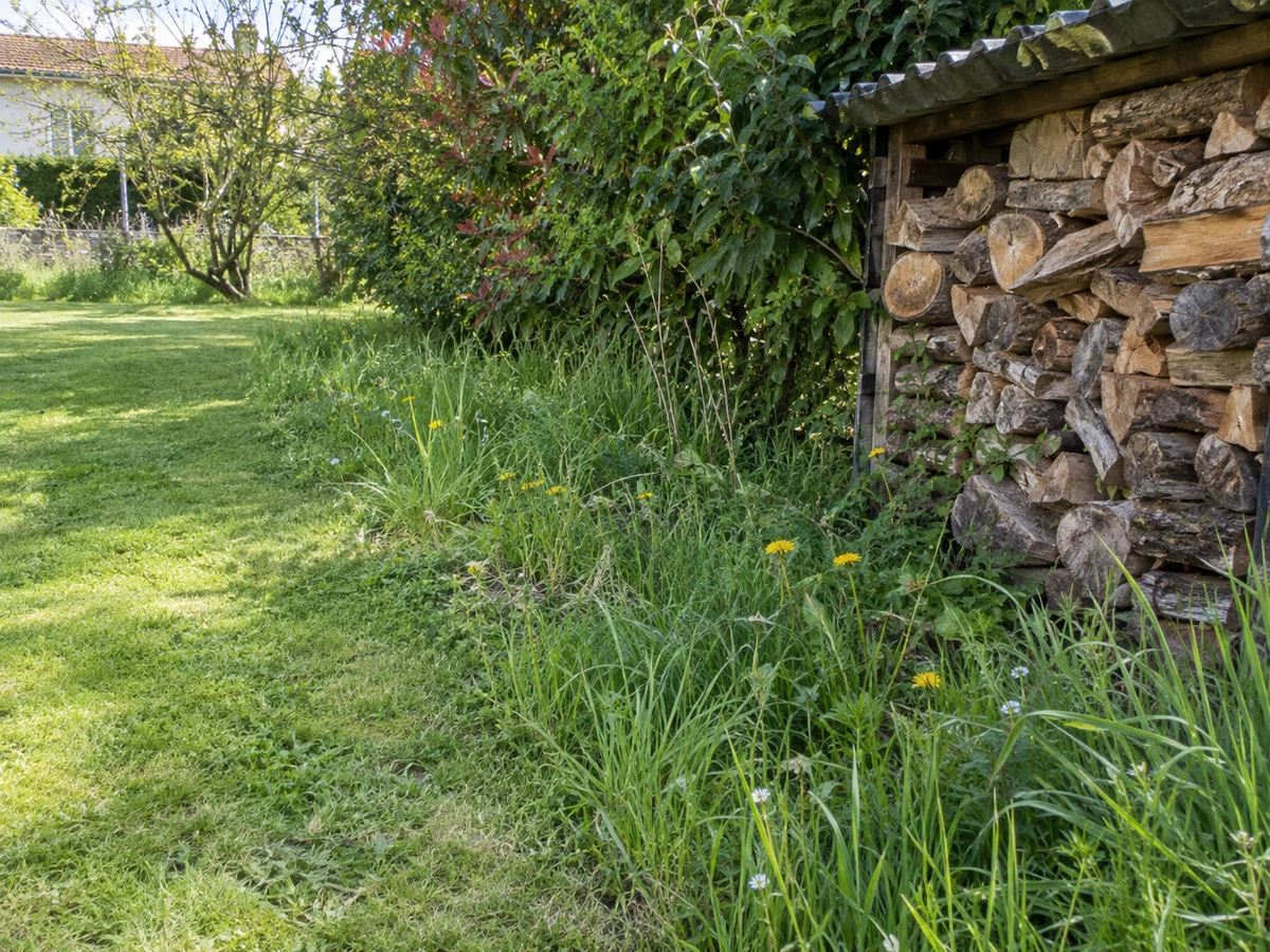 Tall grass and a woodpile at the edge of the yard: identification photo (yard & outdoors)