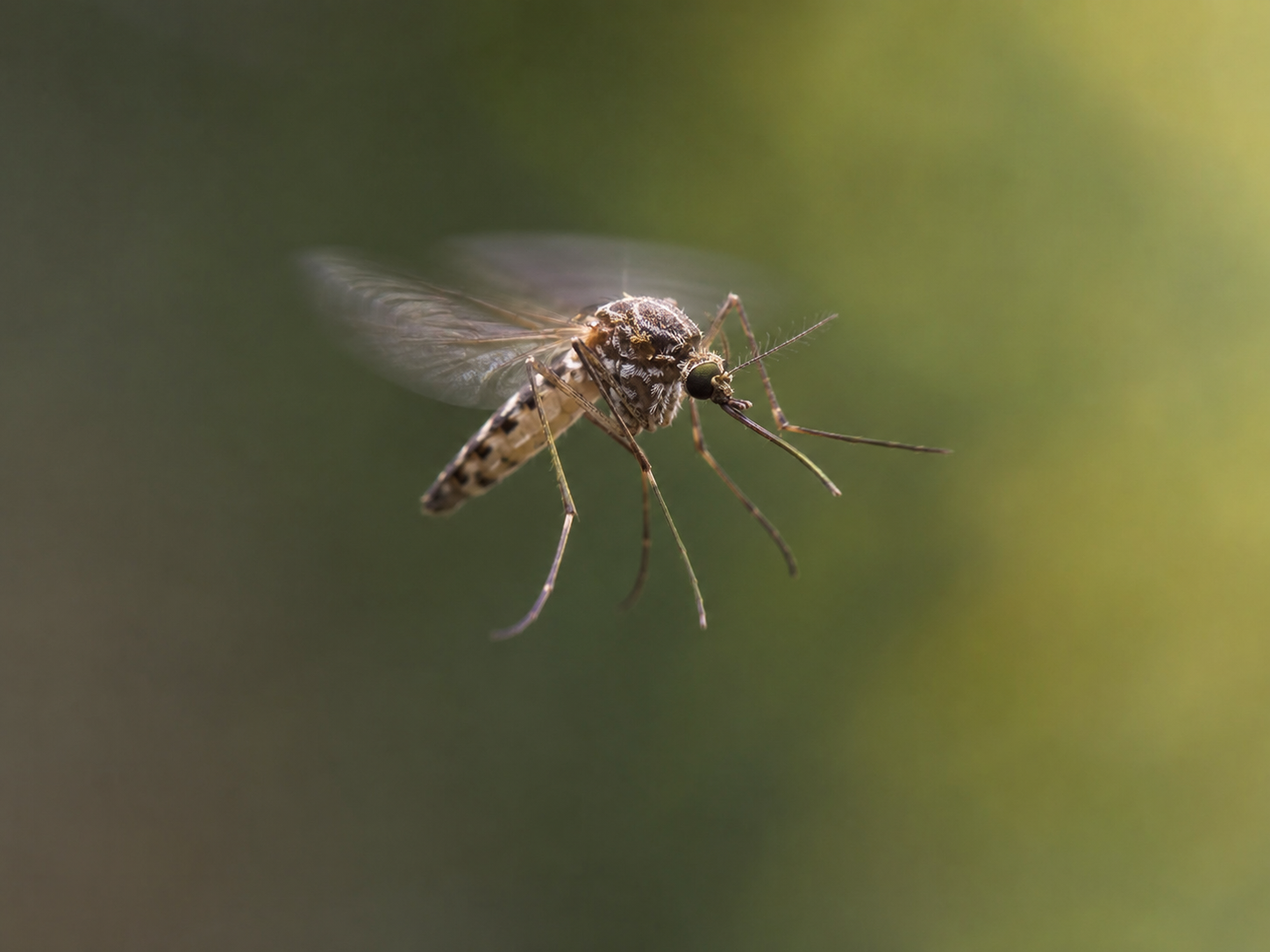 How Long Do Mosquitoes Live? 12 Myths Debunked (2026)